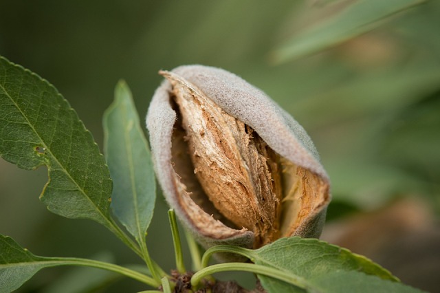 mandlovník
